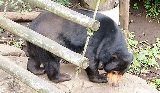 上野マレーグマのモモコ