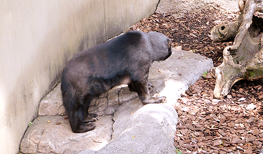 上野マレーグマのモモコ