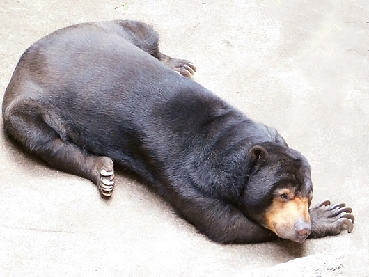 マレーグマのモモコさんの昼寝