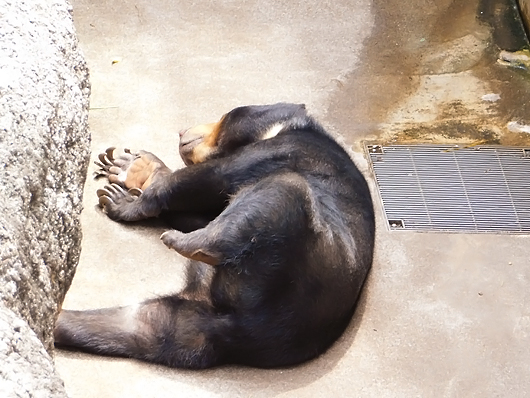 へんな格好で寝るマレーグマのモモコ