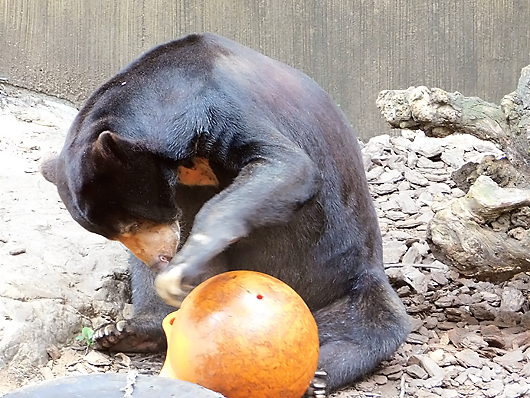 マレーグマのアズマくん。楽してペレットを食べる