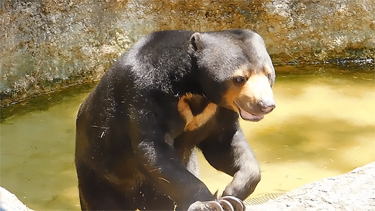 プールから上がるマレーグマのモモコ