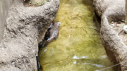 上野動物園コツメカワウソ