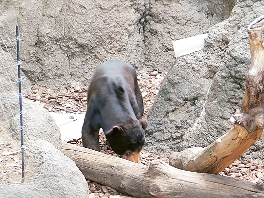 獲物を探すマレーグマのアズマくん