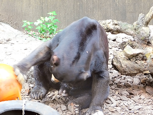 マレーグマのアズマくん。楽してペレットを食べる