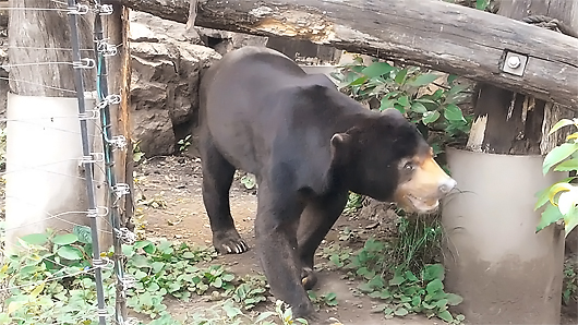 おやつを探すマレーグマのアズマくん