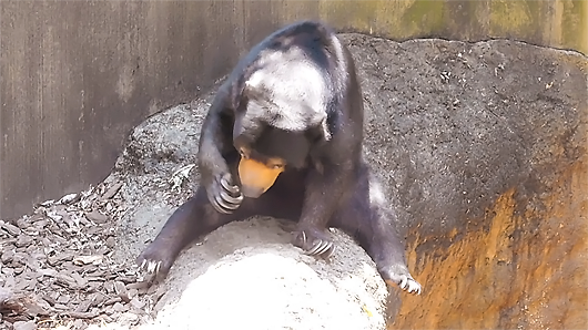 背中を掻くマレーグマのモモコさん