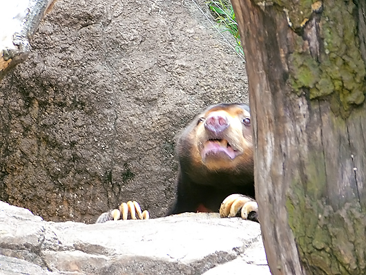 空を見るマレーグマのアズマくん