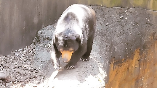 マレーグマのモモコさん動き出す