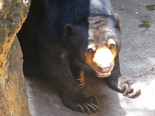 暑そうなマレーグマのモモコさん