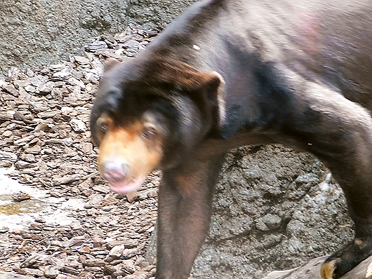 マレーグマのアズマくんは歩くのが速い