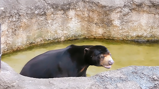 マレーグマのアズマくん、プールで水浴び