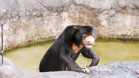 マレーグマのアズマくん、プールで水浴び