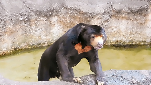 マレーグマのアズマくん、プールで水浴び