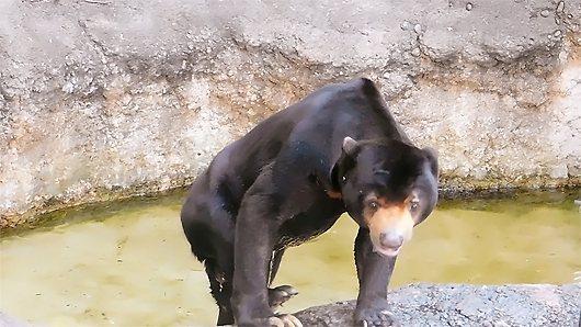 マレーグマのアズマくん、プールで水浴び