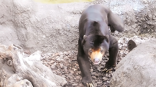 マレーグマのアズマくん、プールで水浴び