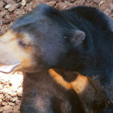 上野動物園マレーグマのモモコさん。ざっくりと背中を掻く。