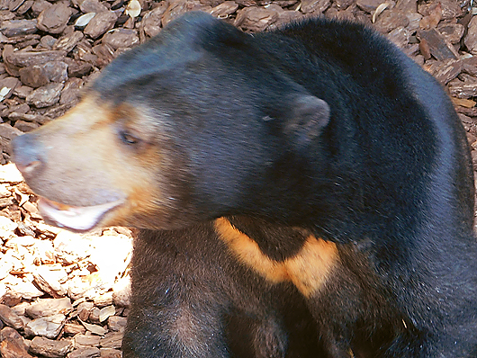 上野マレーグマのモモコさん