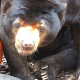 上野動物園マレーグマ・アズマくんのババンババンバンバン♪