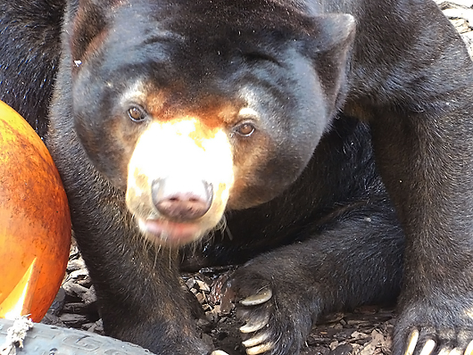 上野動物園マレーグマのアズマくん