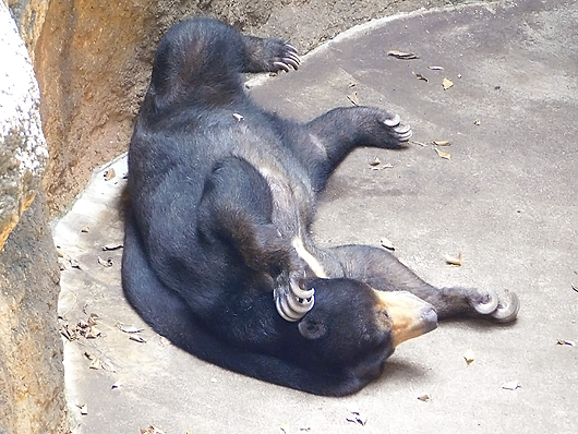 大胆に寝るマレーグマのモモコ