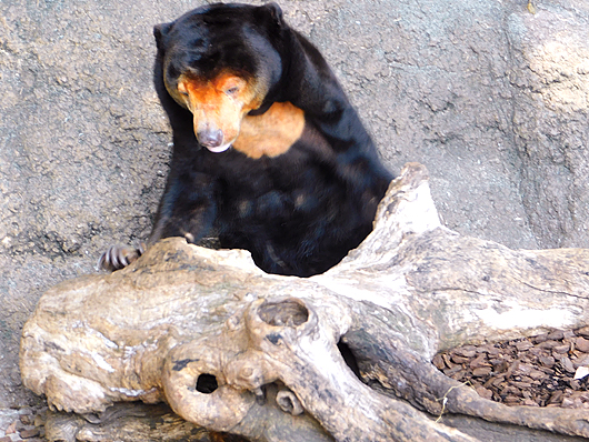 上野マレーグマのキョウコ