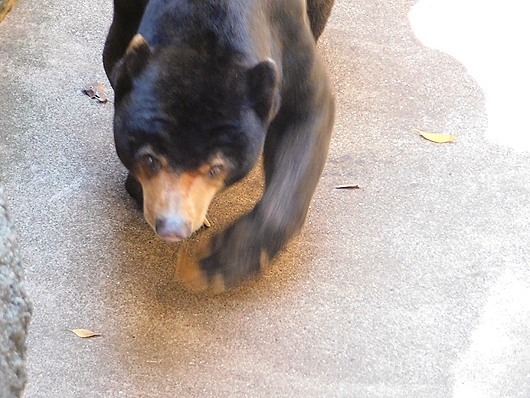 上野マレーグマのアズマくんひたすら歩く