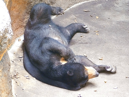 全く警戒心なく寝るマレーグマのモモコ