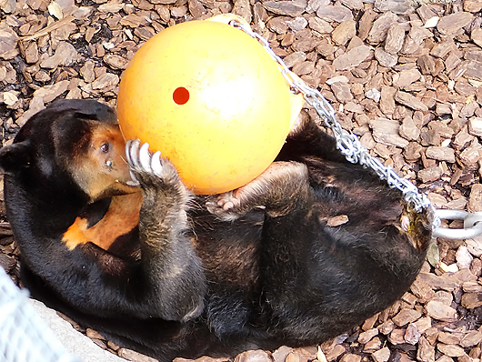 マレーグマのキョウコさんペレットを食べる