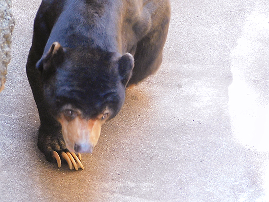 上野マレーグマのアズマくんひたすら歩く