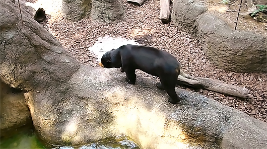 プールから上がるマレーグマのアズマくん