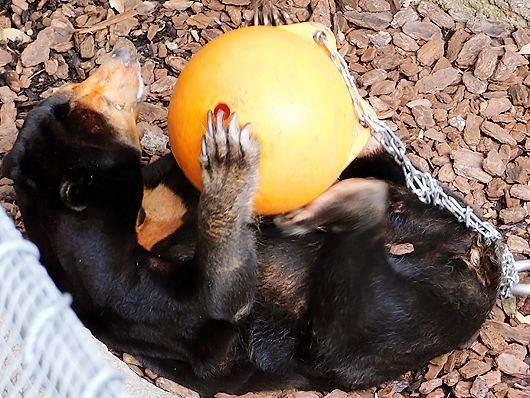 マレーグマのキョウコさんペレットを食べる