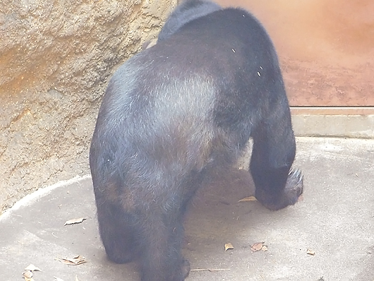 バックヤード前のマレーグマモモコさん