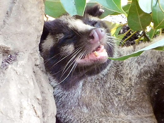 マレーグマと同居するハクビシン