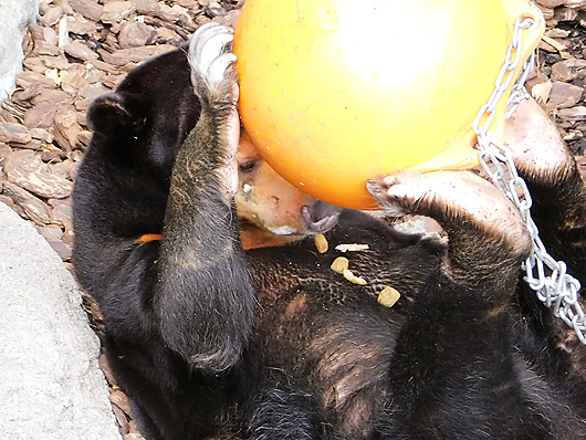 マレーグマのキョウコさんペレットを食べる