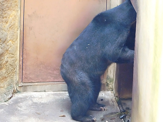 扉が開いてるか確認するマレーグマのモモコ