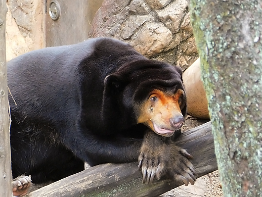 バーのマダムみたいなマレーグマのキョウコさん