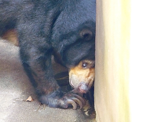 早く部屋の中に入りたい！マレーグマのモモコ