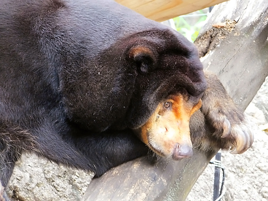 くつろぐマレーグマのキョウコさん