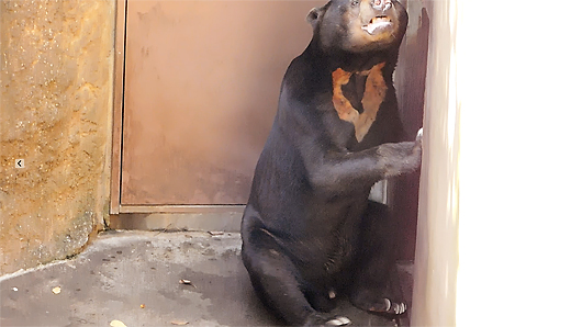 バックヤード前にたむろする上野マレーグマのアズマくん