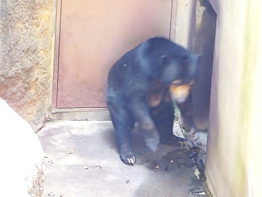 早く部屋の中に入りたい！マレーグマのモモコ