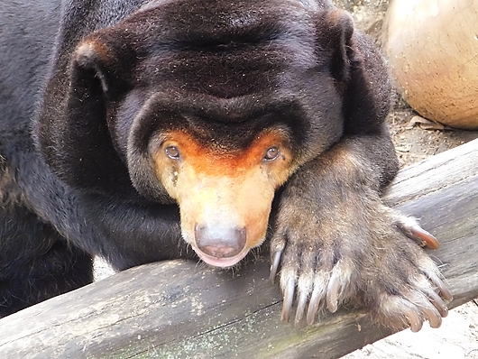 眠そうなマレーグマのキョウコさん