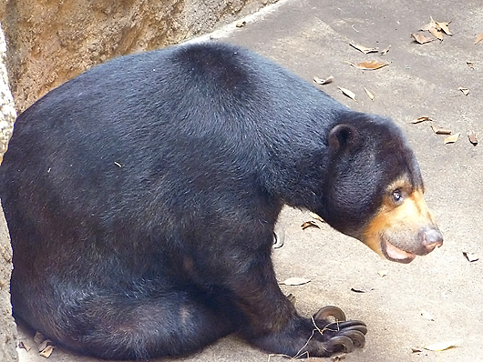 扉前で座り込むマレーグマのモモコ