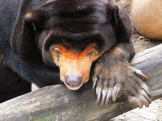 眠そうなマレーグマのキョウコさん