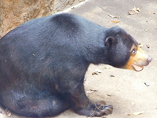 上を見渡すマレーグマのモモコ