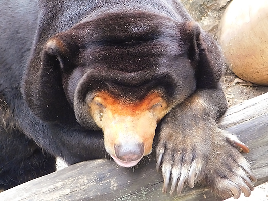 眠そうなマレーグマのキョウコさん