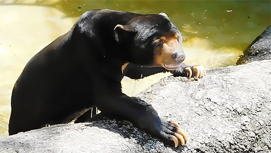 上野マレーグマのアズマくんプールに入る