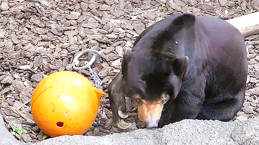 ペレットを探すマレーグマのアズマくん