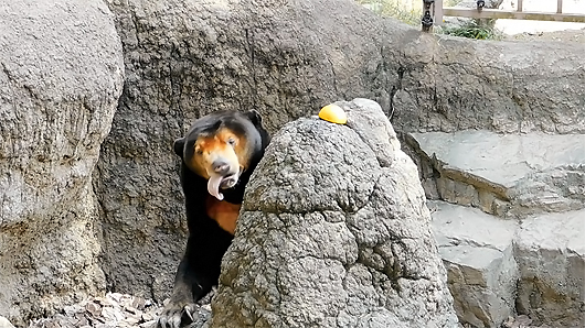 マレーグマのキョウコさん「コソ泥」