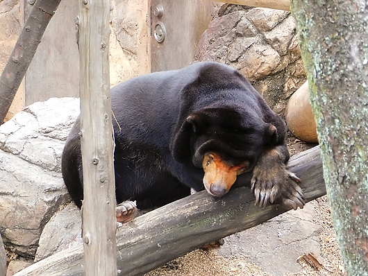 変な体勢で寝るマレーグマのキョウコさん